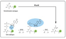 biocatalysis