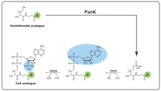 biocatalysis
