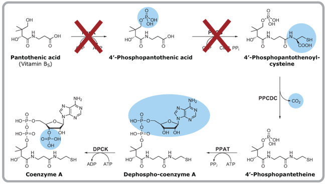 pathway inhibitors