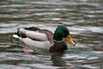 Photo: Mallard duck