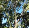 Eucalyptus tree