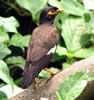 Indian Mynah