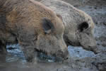 Wildboar