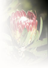 protea