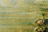 Spiderweb