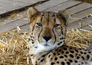 Cheetah outreach