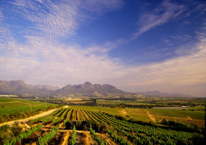 Vineyards
