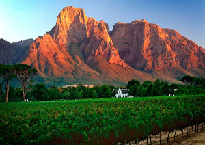 Vineyards