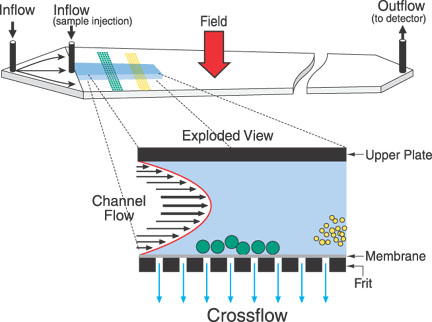 Schematic representation of asymmetric flow field-flow fractionation 