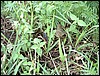 DSCF0185.JPG