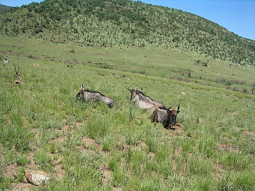 IMG_0085.JPG
