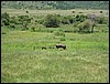 IMG_0091.JPG