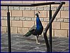 IMG_0016.JPG
