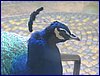 IMG_0018.JPG
