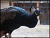 IMG_0968.jpg