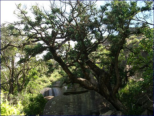 Copy of IMGP0719.JPG