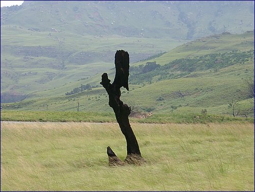 IMGP0690.JPG