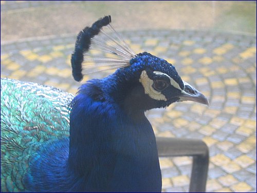 IMG_0018.JPG